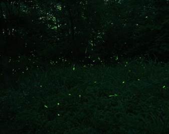 Description: Description: Description: fireflies-2a